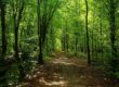 Waldbaden: Wie Sie im Wald Stress abbauen können