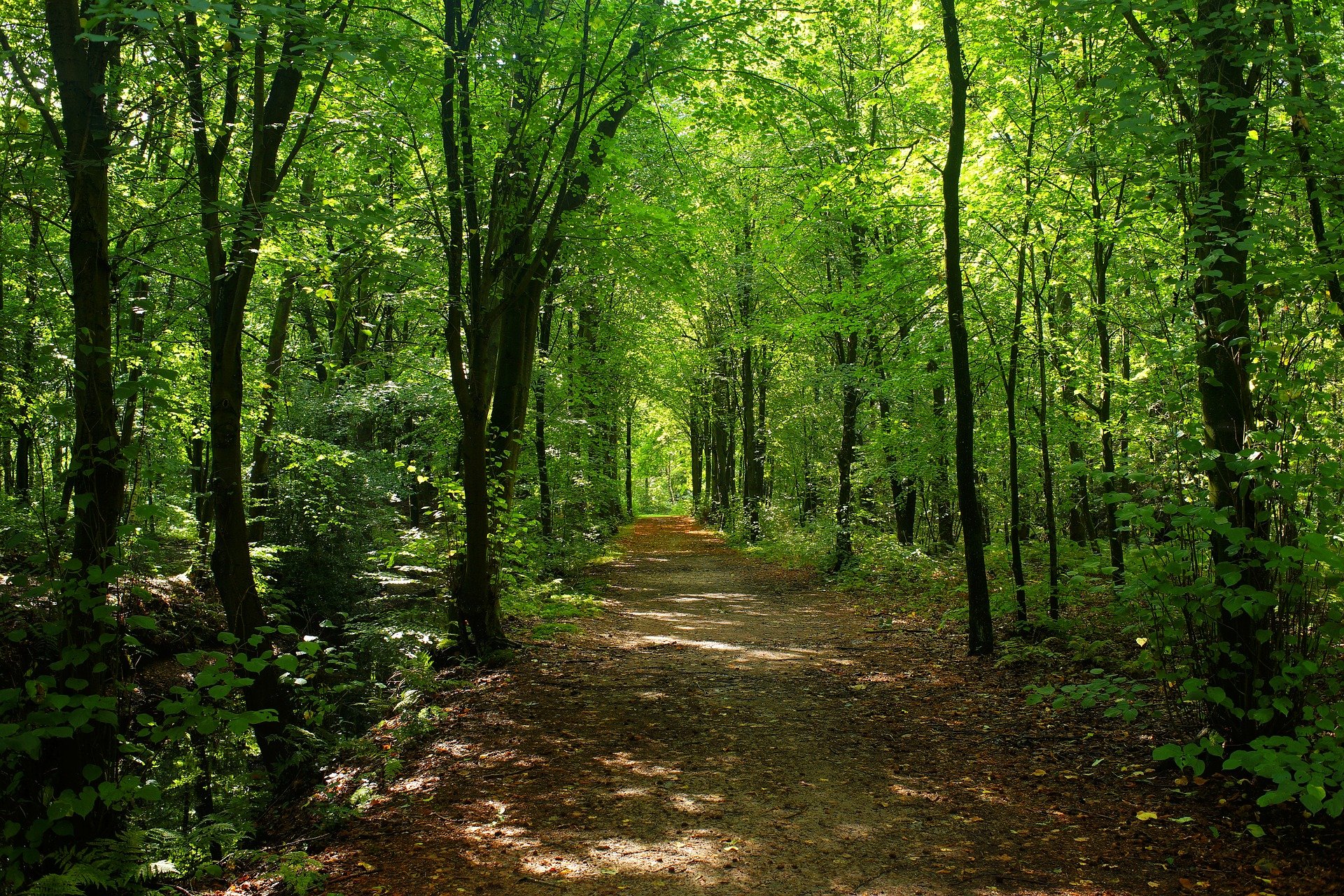 Waldbaden: Wie Sie im Wald Stress abbauen können